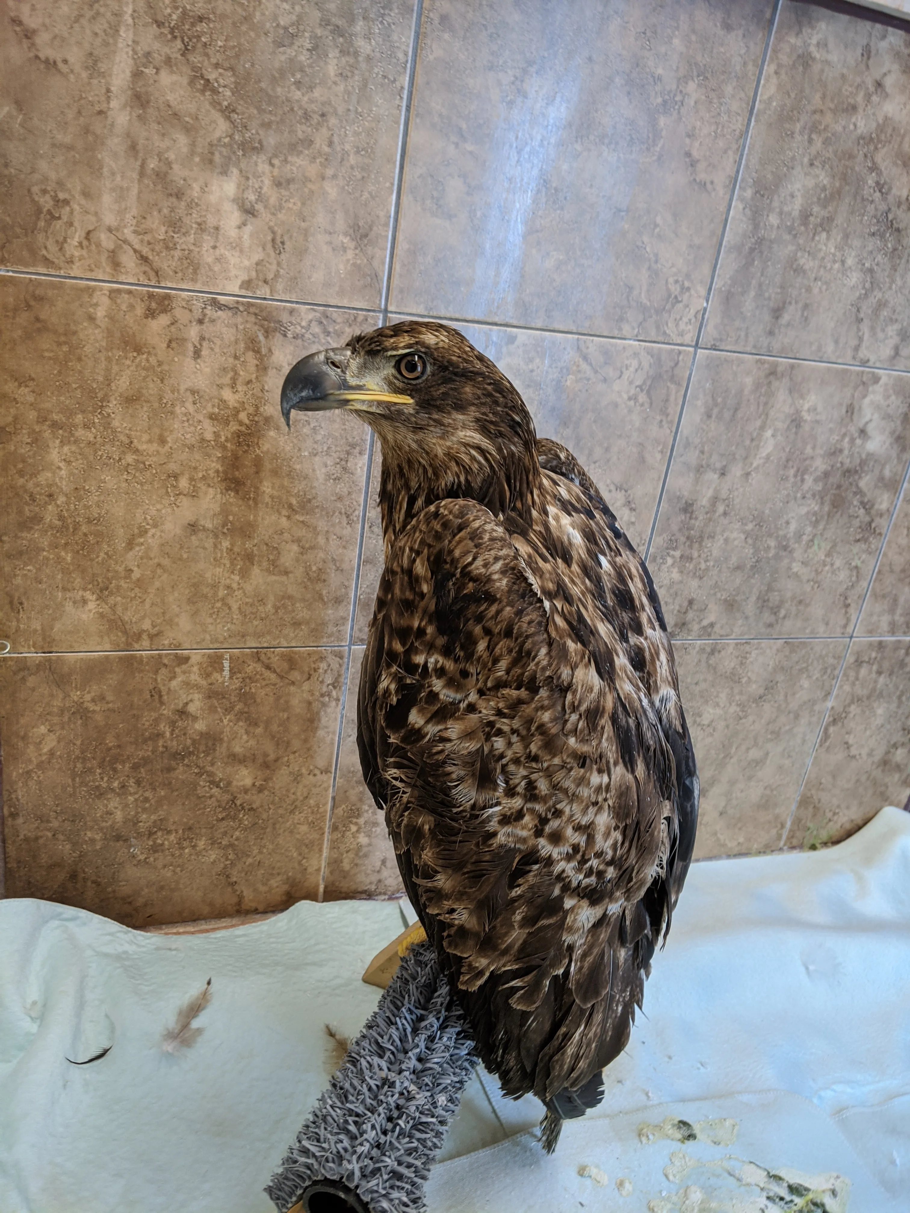 One week of care for an eagle