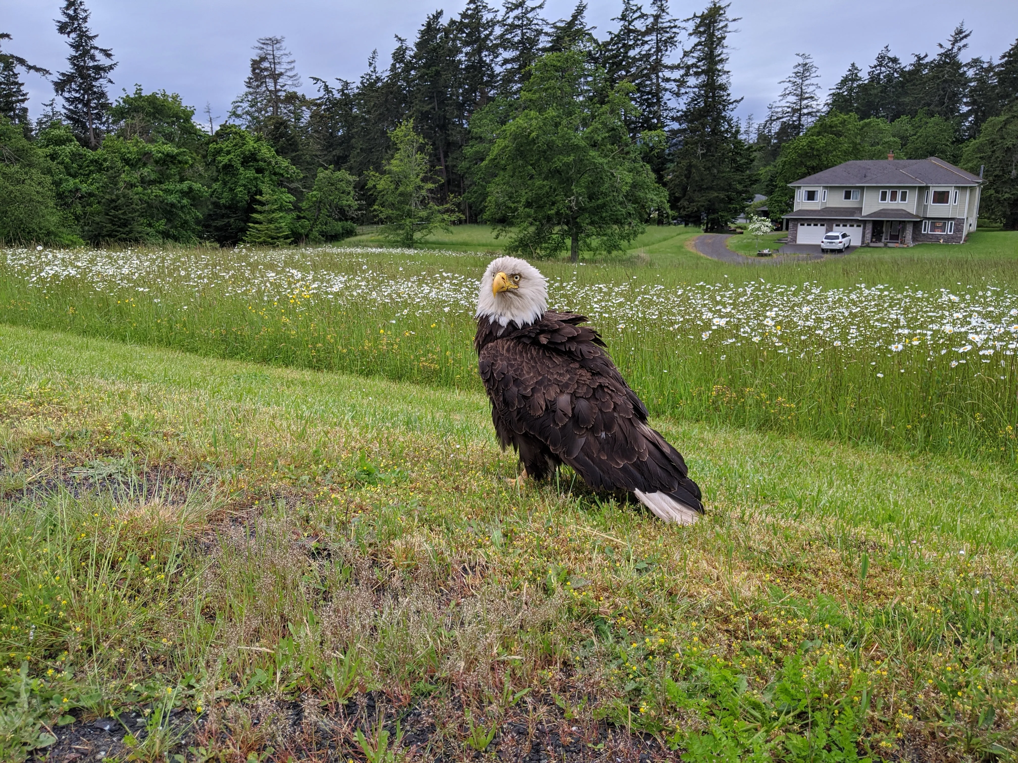 One week of care for an eagle