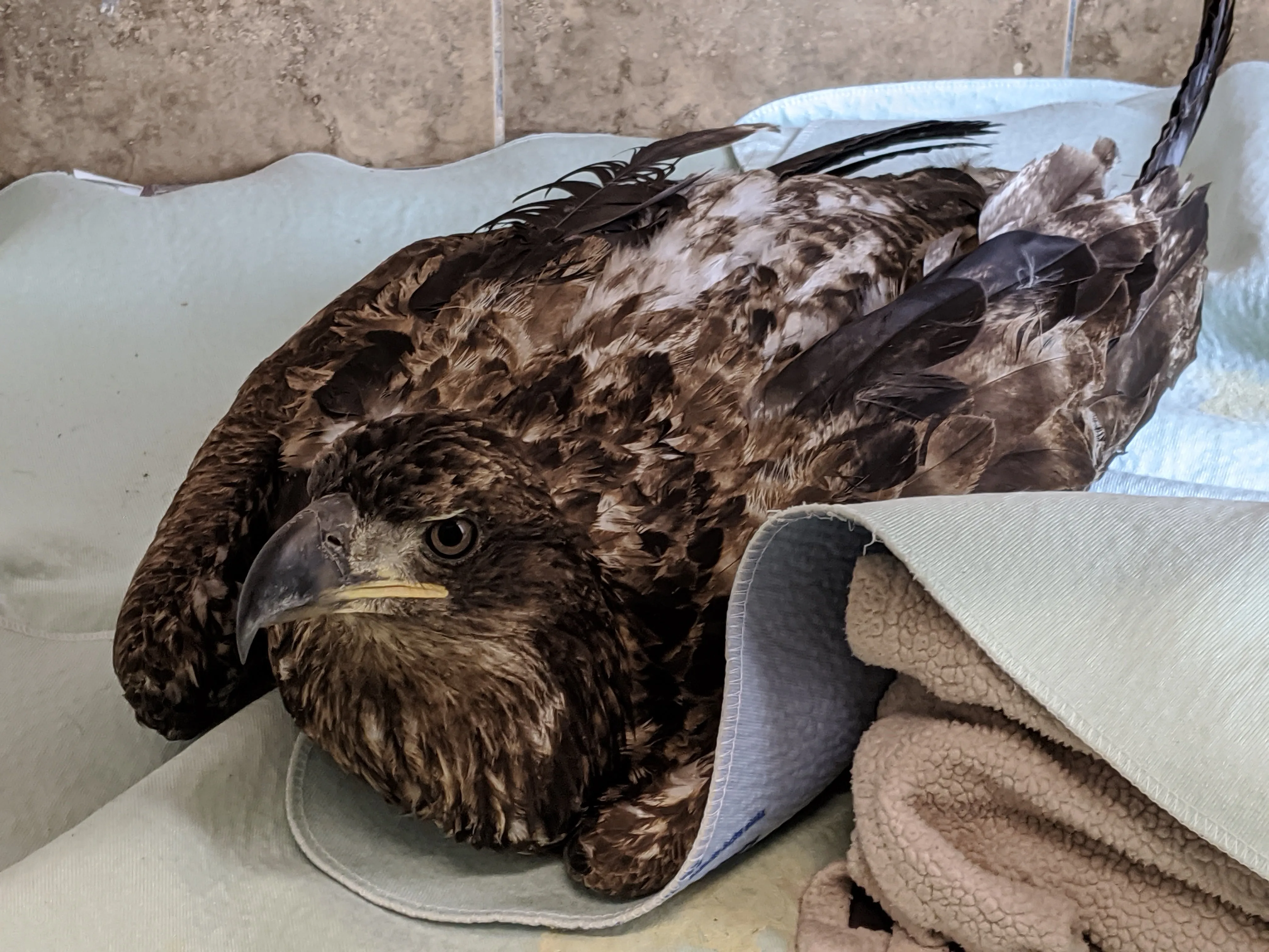 One week of care for an eagle